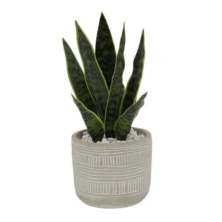 FLORA BUNDA 12 in Snake Plant in 475 in Pueblo Cement Pots Gray CS3085EGY